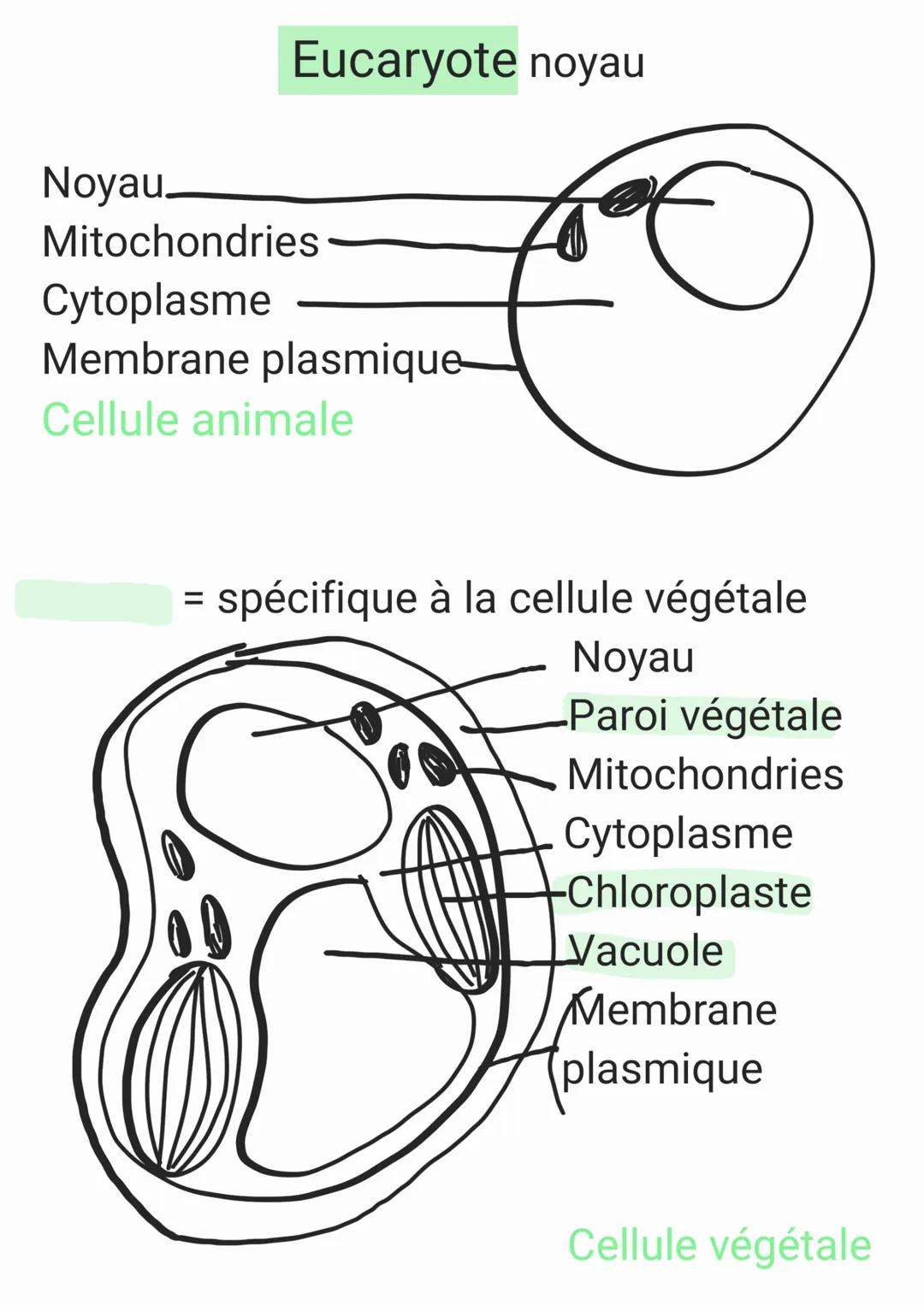 Unicellulaire = 1 seule cellule
cyraplasme
Chap 2
Organisme pluricellulaire
Paramécie
∙nayan
•membrane plasmique
Pluricellulaire = Plusieurs