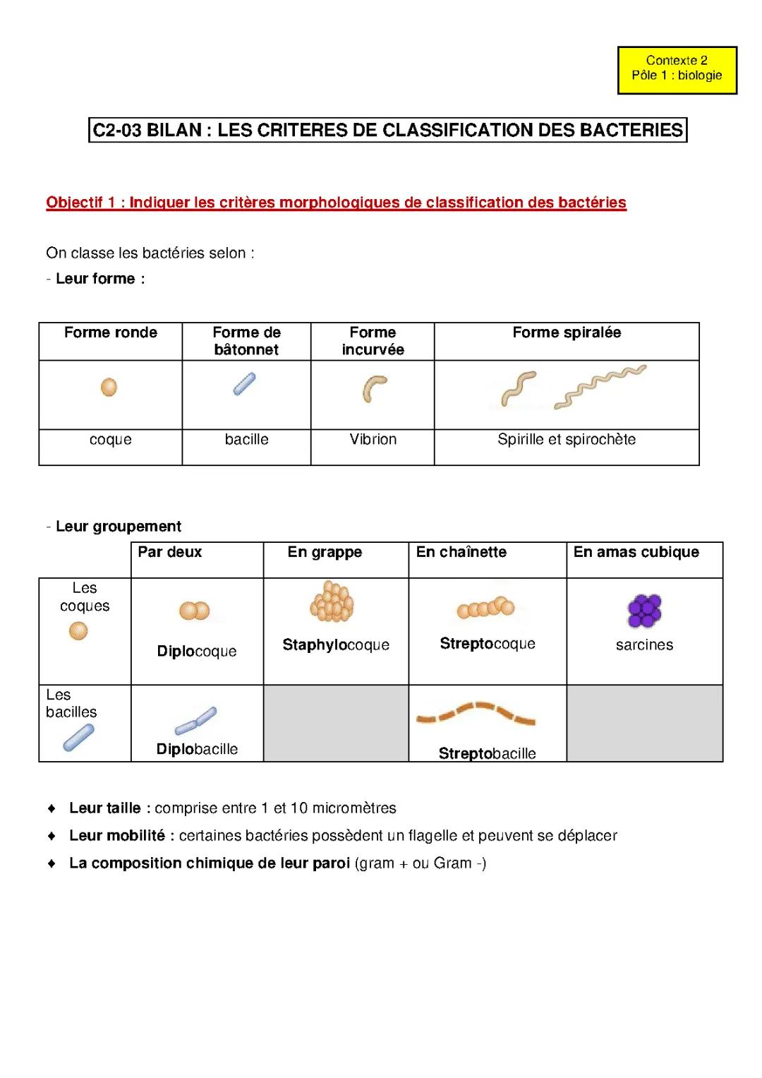 Tout sur les bactéries: Classification, Tableau PDF et Coloration de Gram