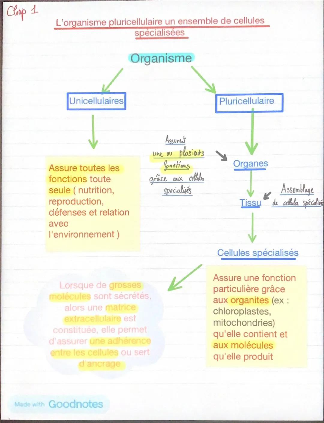Chop 1

L'organisme pluricellulaire un ensemble de cellules
spécialisées

Organisme

Unicellulaires

Pluricellulaire

Assure toutes les
fonc