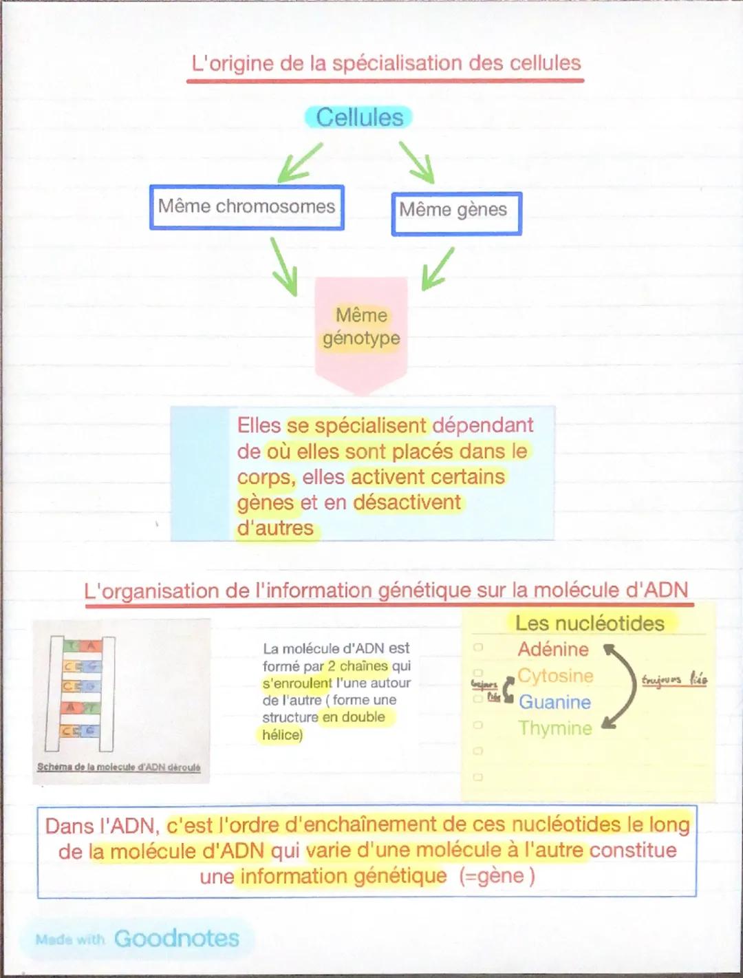 Chop 1

L'organisme pluricellulaire un ensemble de cellules
spécialisées

Organisme

Unicellulaires

Pluricellulaire

Assure toutes les
fonc