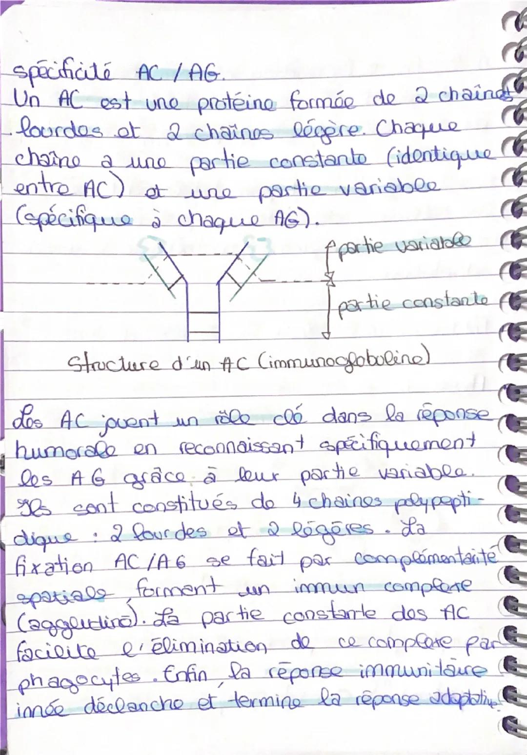 SVT

PARTIE FONCTIONNEMENT SYSTÈME IMMU HUMAIN

IMMUNITÉ INNÉE.

Phase 1: La reconaissance du pathogène

Phase 2: Les collules dendritique n