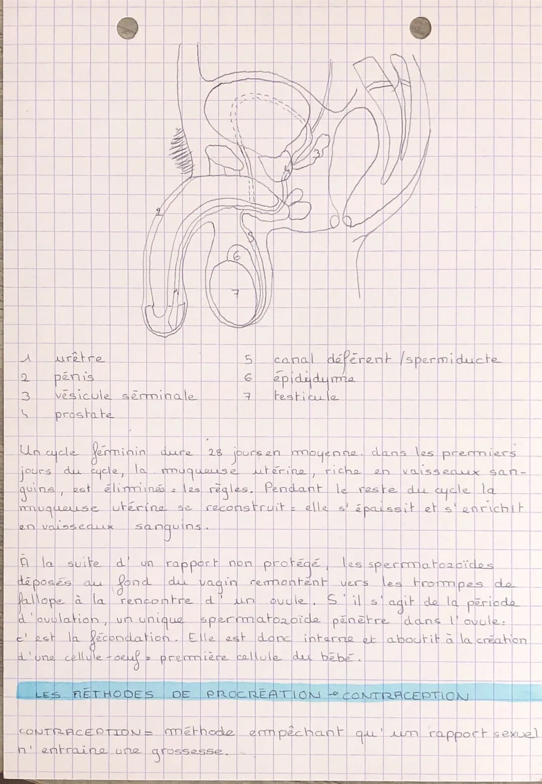 REPRODUCTION ET COMPORTEMENT
SEXUEL RESPONSABLE
Puberte
Le
periode de la vie
forme et
que
ه تلسیم
corps se
transforme et l'appareil reproduc