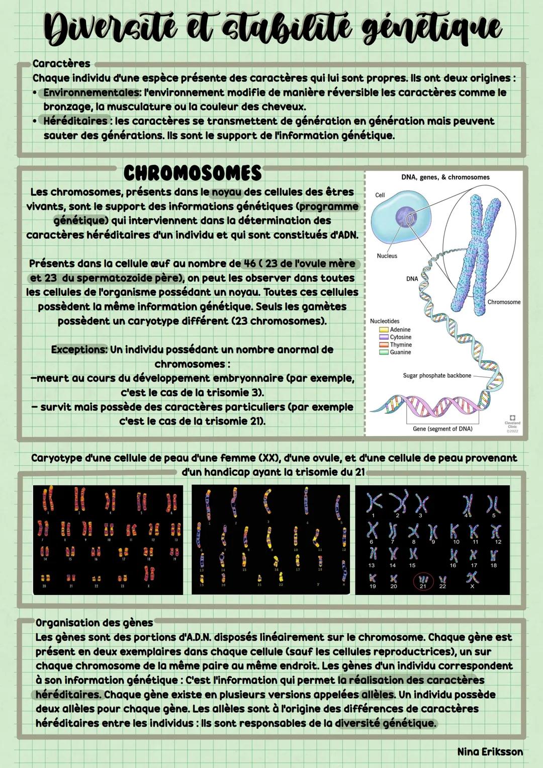 Diversite et stabilité génétique
Caractères
Chaque individu d'une espèce présente des caractères qui lui sont propres. Ils ont deux origines