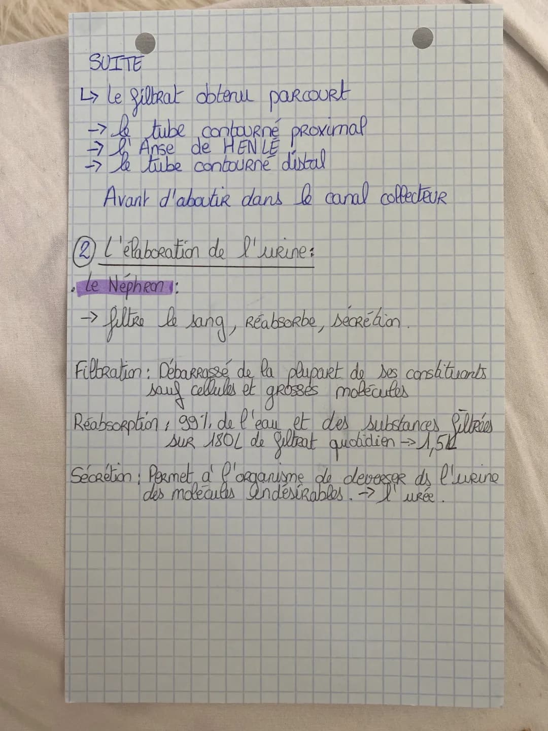Comprendre les Fonctions et le Rôle du Rein dans le Corps Humain