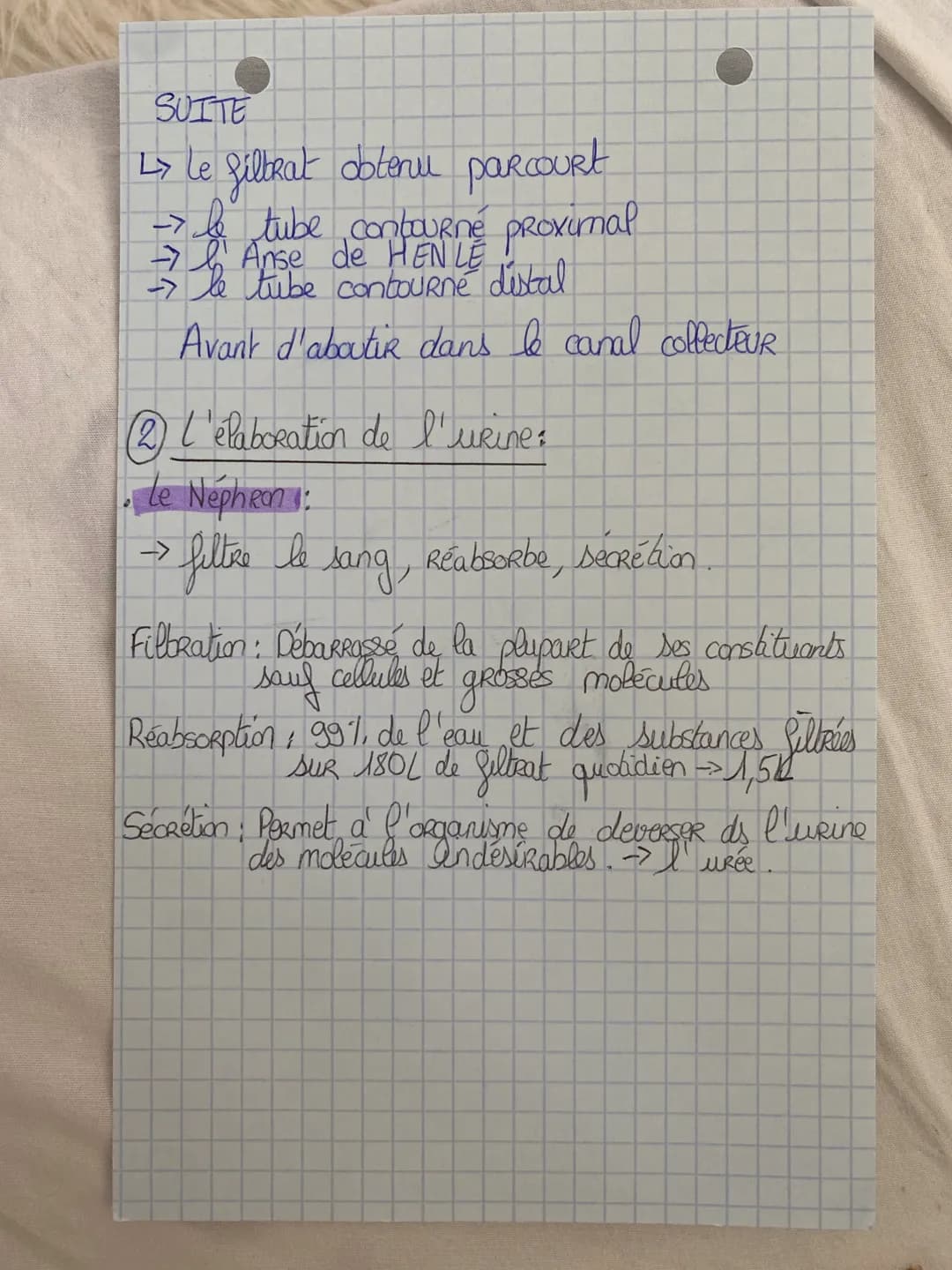 Le Rein -> Organe PaiR dont le Rofe est de filtrer
le sang pour en extraire les déchets da
metabolisme
sl
activement au maintien de
particip