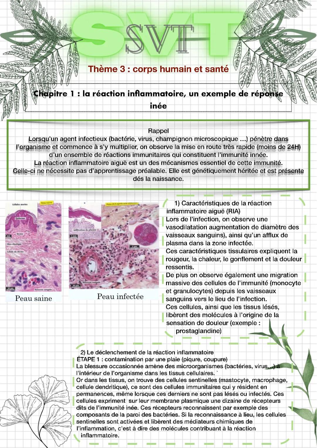 Comprendre les 7 étapes de la réaction inflammatoire et l'immunité innée