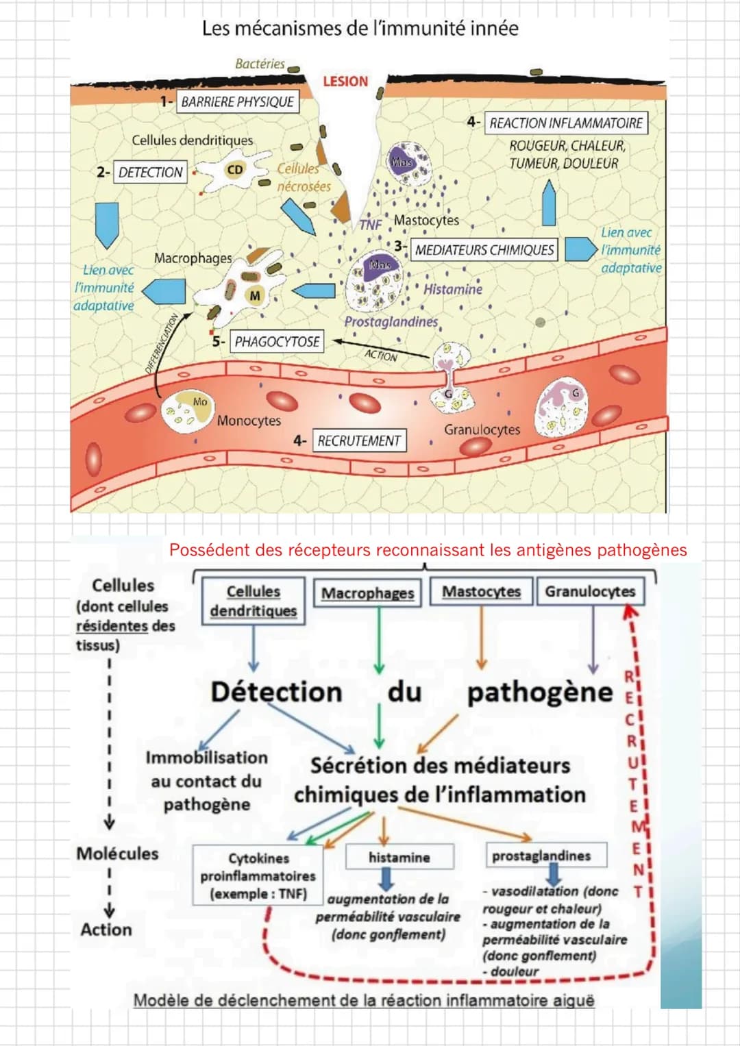 
<p>Lorsqu'un agent infectieux (bactérie, virus, champignon microscopique…) pénètre dans l'organisme et commence à s'y multiplier, on observ