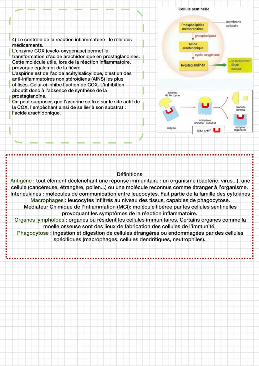 
<p>Lorsqu'un agent infectieux (bactérie, virus, champignon microscopique…) pénètre dans l'organisme et commence à s'y multiplier, on observ