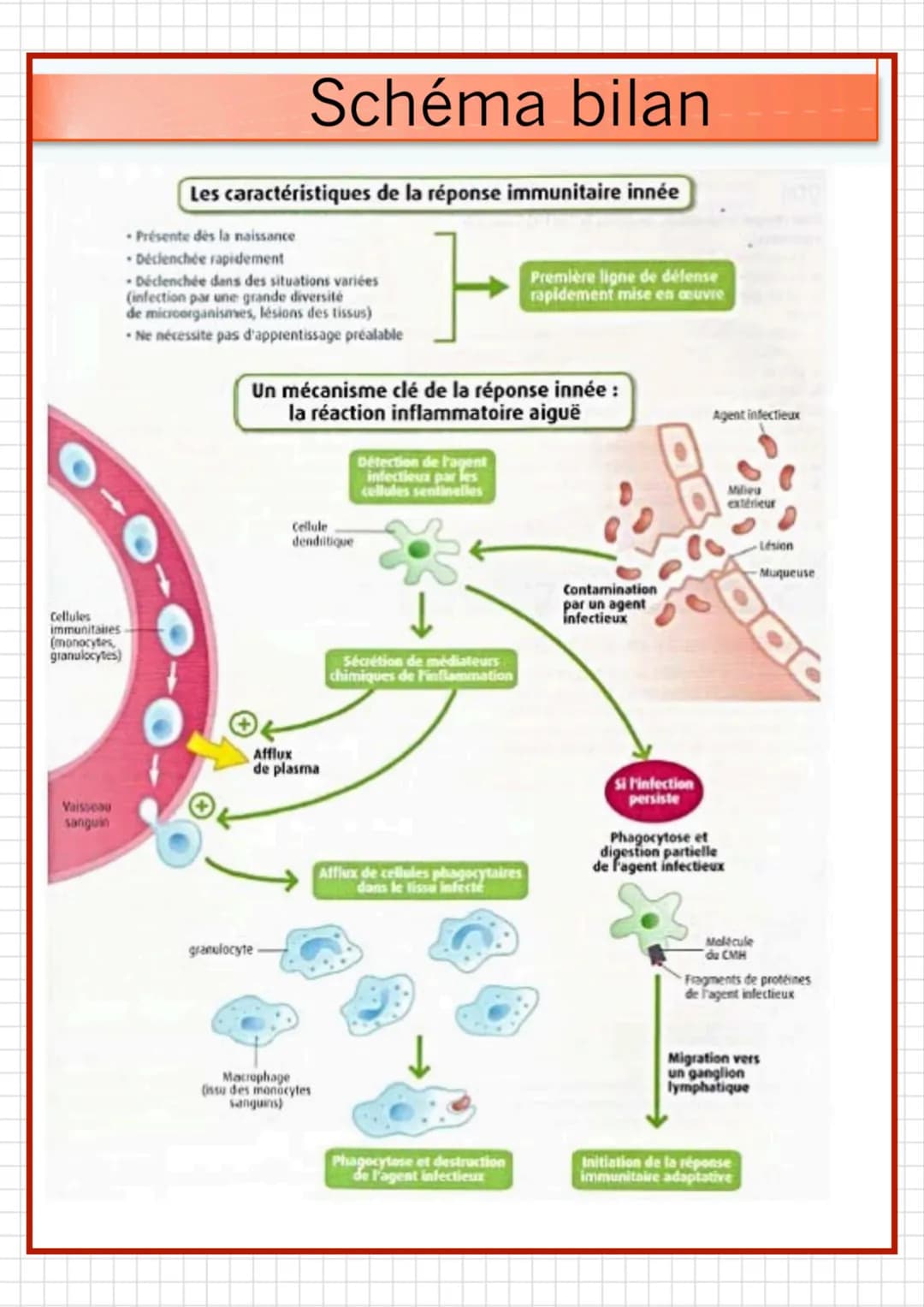 
<p>Lorsqu'un agent infectieux (bactérie, virus, champignon microscopique…) pénètre dans l'organisme et commence à s'y multiplier, on observ