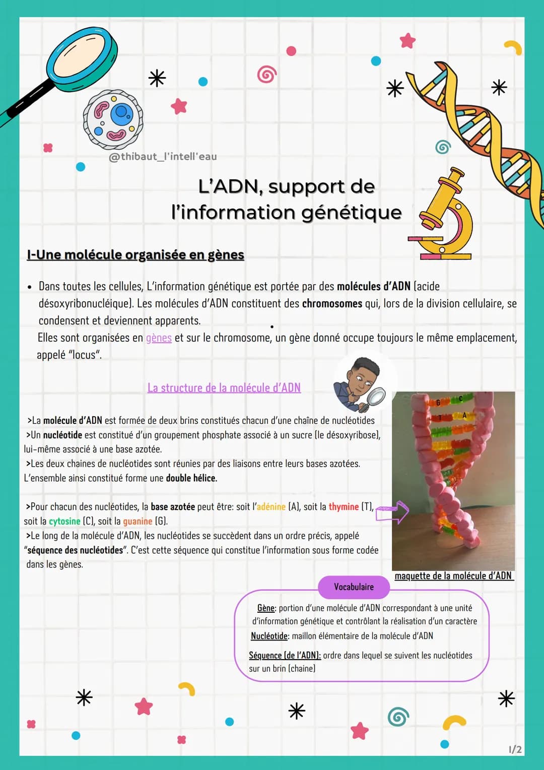 ●
@thibaut_l'intell'eau
I-Une molécule organisée en gènes
Dans toutes les cellules, L'information génétique est portée par des molécules d'A