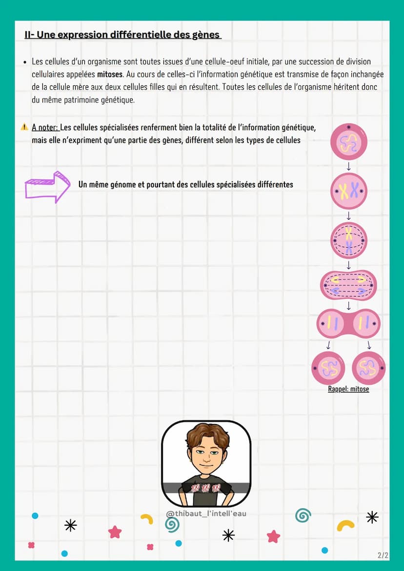 ●
@thibaut_l'intell'eau
I-Une molécule organisée en gènes
Dans toutes les cellules, L'information génétique est portée par des molécules d'A