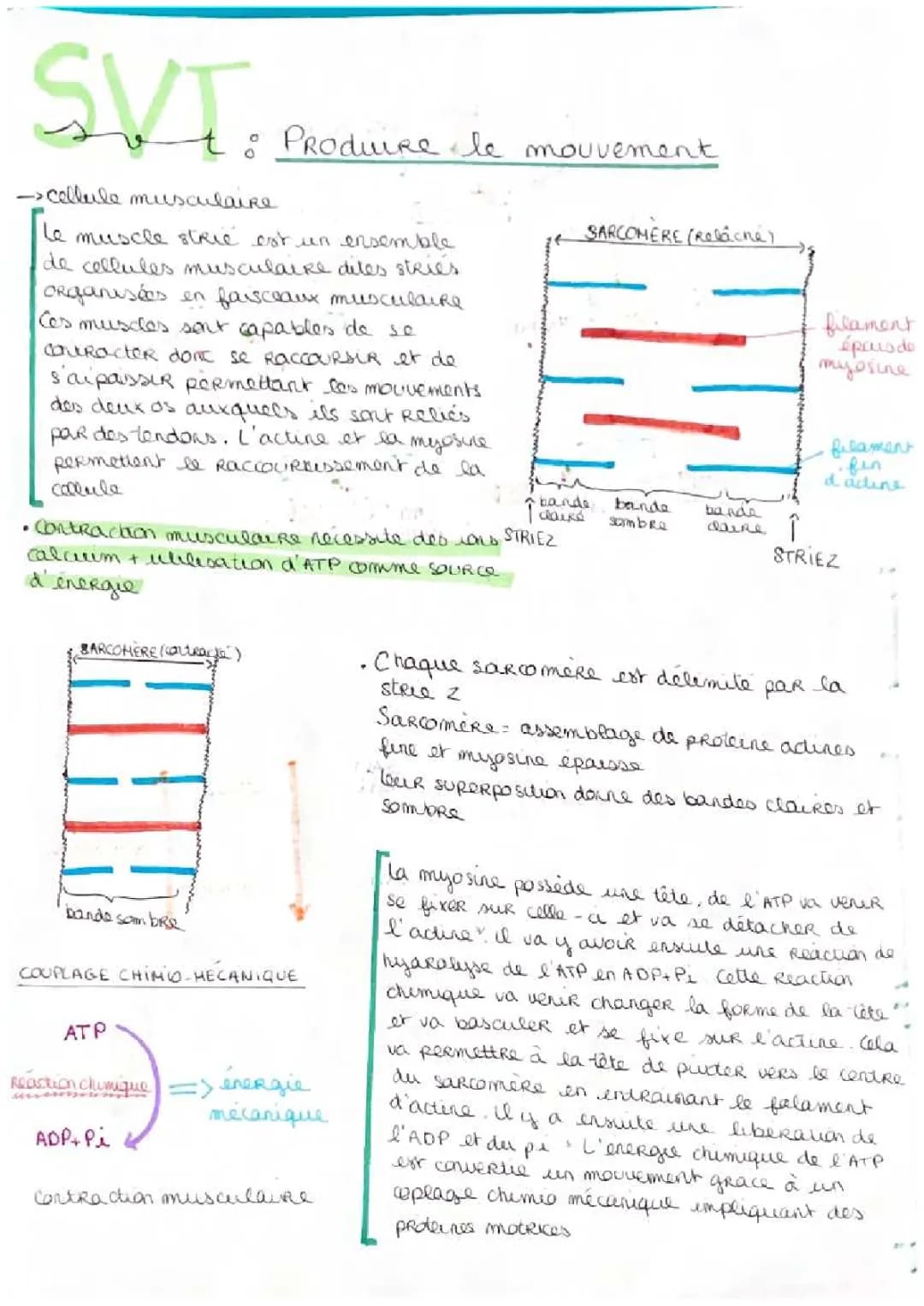 Découvre La Cellule Musculaire Striée Squelettique Et Sa Contraction