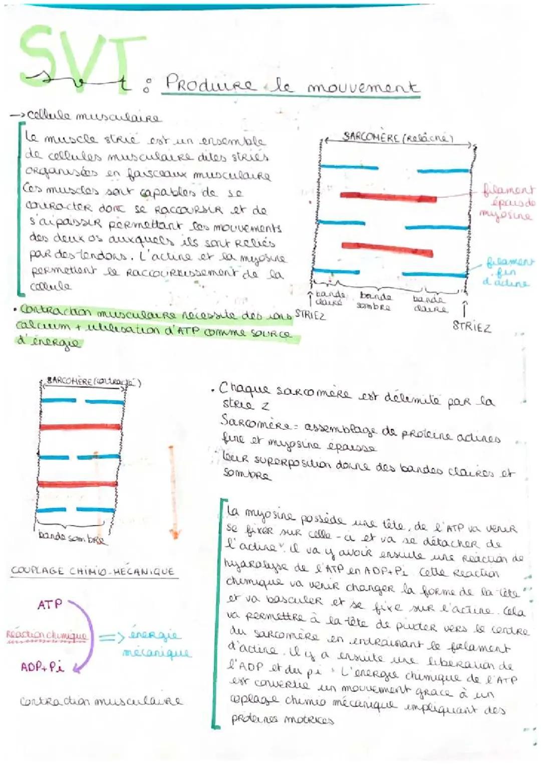 Découvre La Cellule Musculaire Striée Squelettique Et Sa Contraction