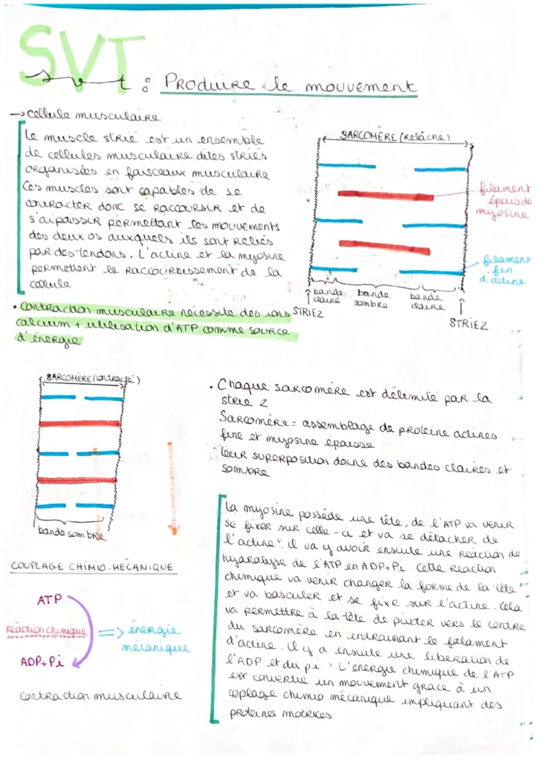 SVT
->cellule musculaire
le muscle strie est un ensemble
de cellules musculaire dites stries
organisées en faisceaux musculaire
Ces muscles 