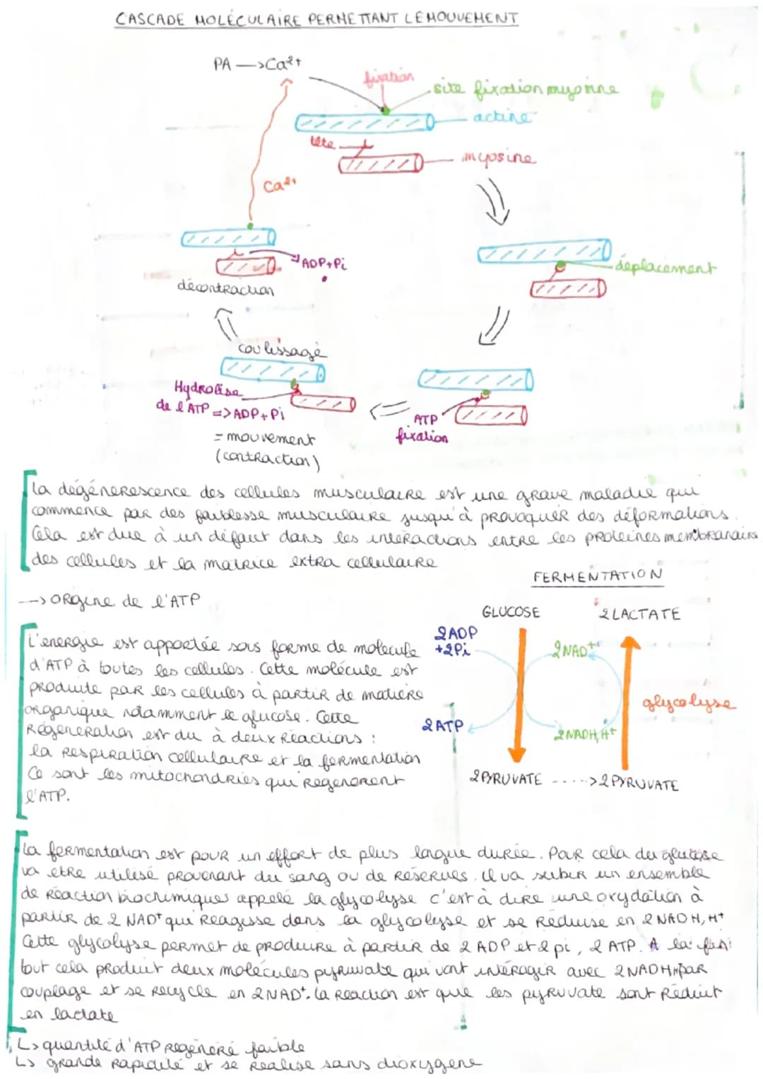 SVT
->cellule musculaire
le muscle strie est un ensemble
de cellules musculaire dites stries
organisées en faisceaux musculaire
Ces muscles 