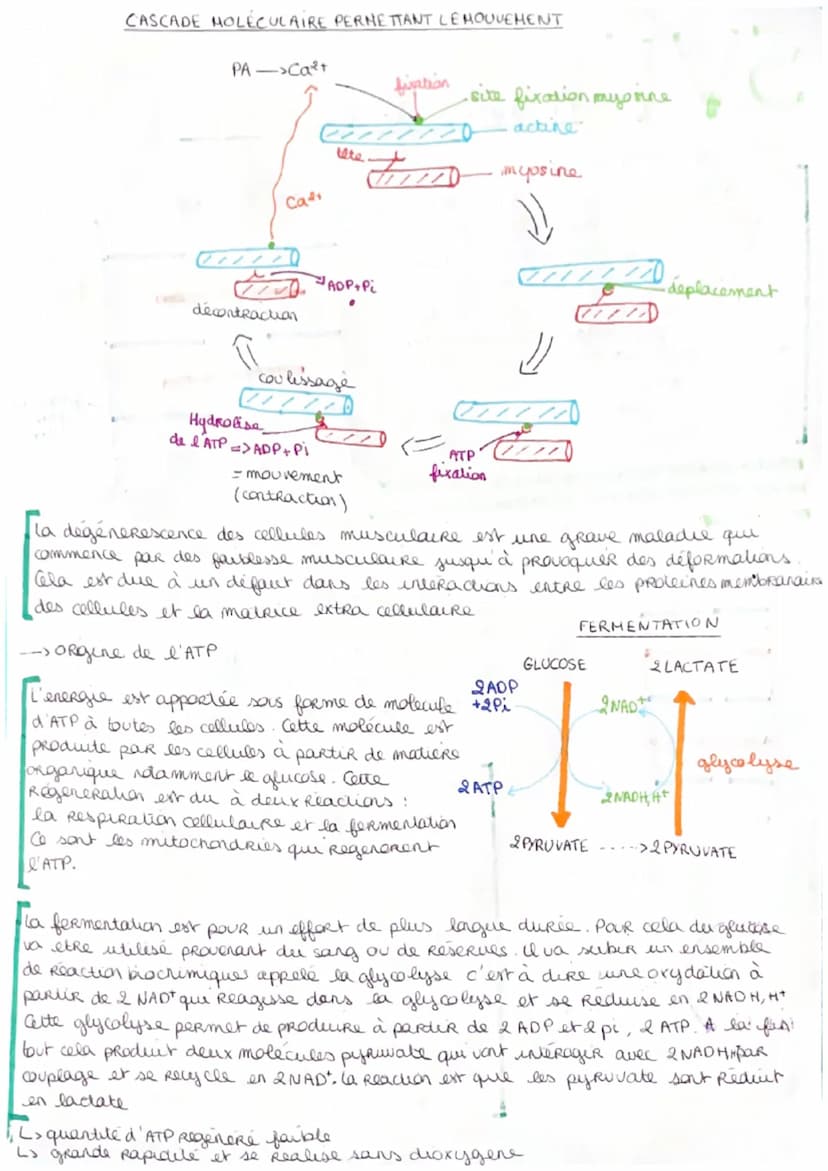 SVT
->cellule musculaire
le muscle strie est un ensemble
de cellules musculaire dites stries
organisées en faisceaux musculaire
Ces muscles 