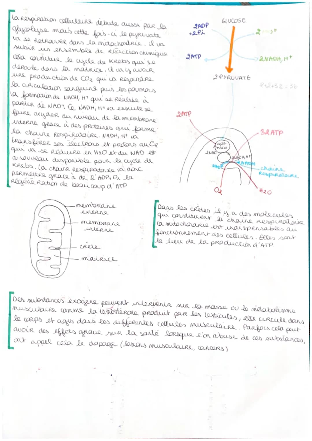 SVT
->cellule musculaire
le muscle strie est un ensemble
de cellules musculaire dites stries
organisées en faisceaux musculaire
Ces muscles 