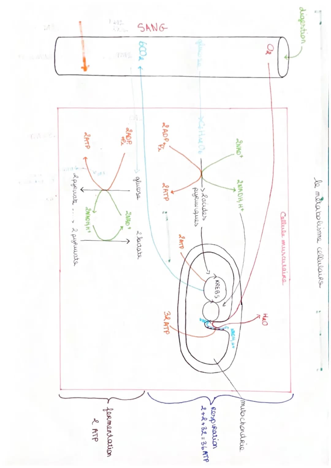 SVT
->cellule musculaire
le muscle strie est un ensemble
de cellules musculaire dites stries
organisées en faisceaux musculaire
Ces muscles 