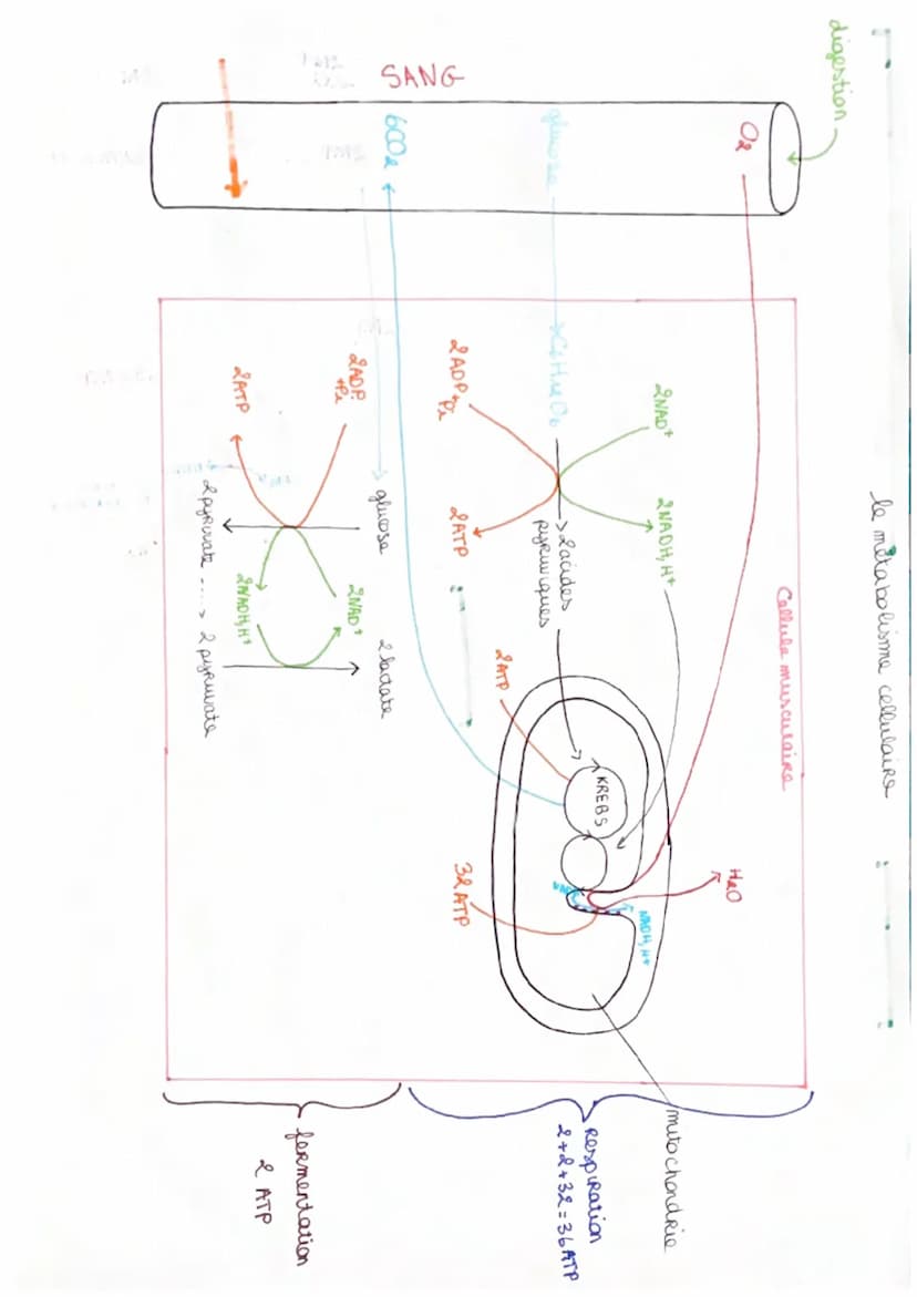 SVT
->cellule musculaire
le muscle strie est un ensemble
de cellules musculaire dites stries
organisées en faisceaux musculaire
Ces muscles 