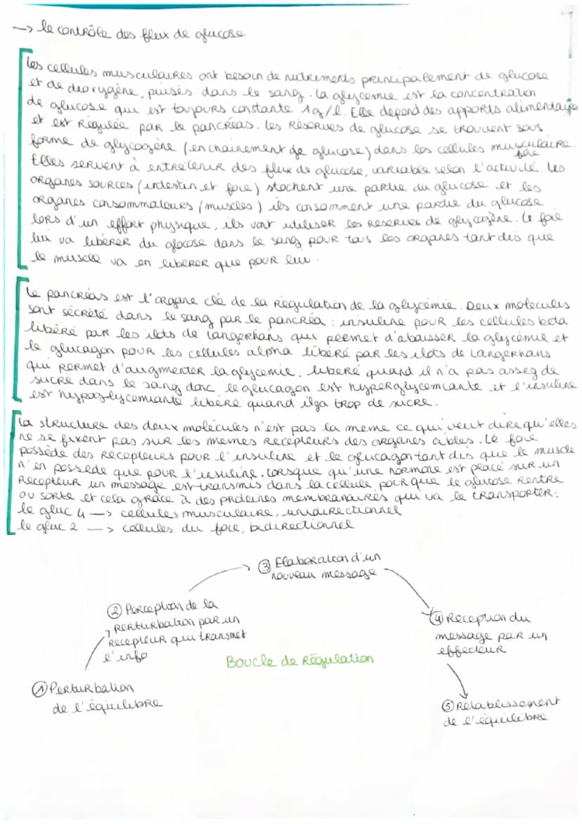 SVT
->cellule musculaire
le muscle strie est un ensemble
de cellules musculaire dites stries
organisées en faisceaux musculaire
Ces muscles 