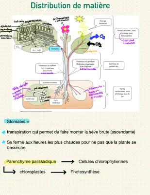 Know Chaptire sur les plantes  thumbnail