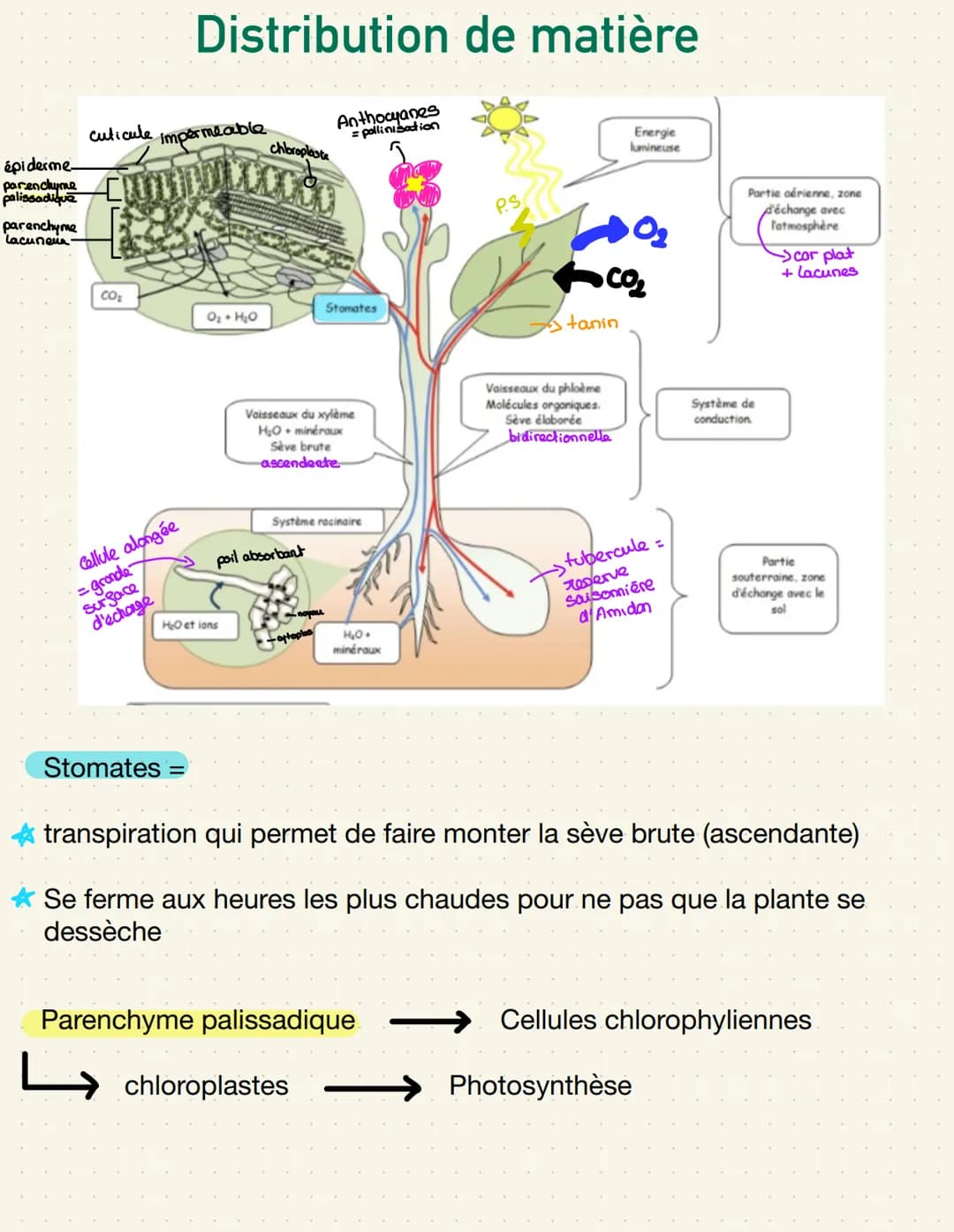 épiderme-
palissadique
parenchyme
Lacuneus
cuticule
CO₂
Cellule alongée
=gronde
Sursace
d'échange
impermeable
Distribution de matière
Stomat