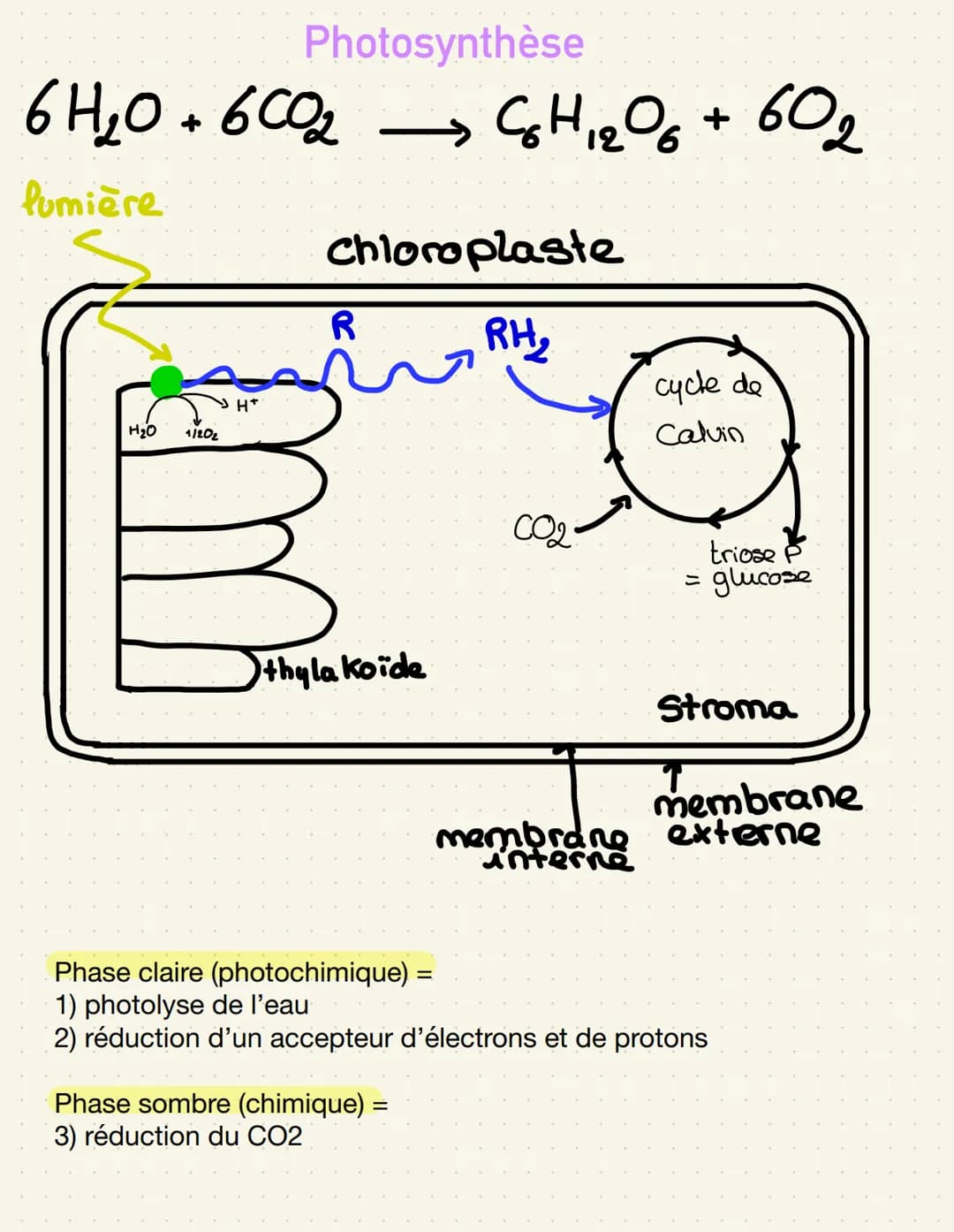 épiderme-
palissadique
parenchyme
Lacuneus
cuticule
CO₂
Cellule alongée
=gronde
Sursace
d'échange
impermeable
Distribution de matière
Stomat