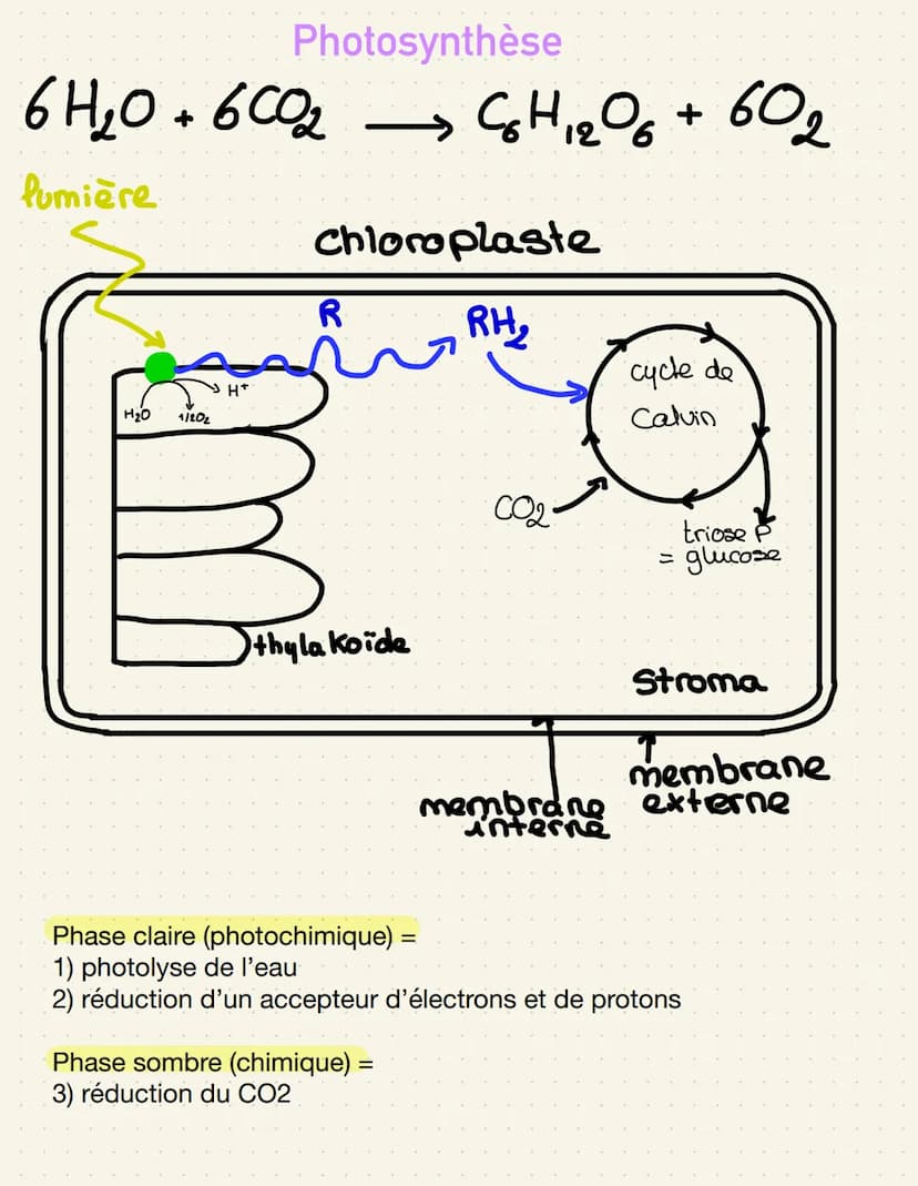 épiderme-
palissadique
parenchyme
Lacuneus
cuticule
CO₂
Cellule alongée
=gronde
Sursace
d'échange
impermeable
Distribution de matière
Stomat