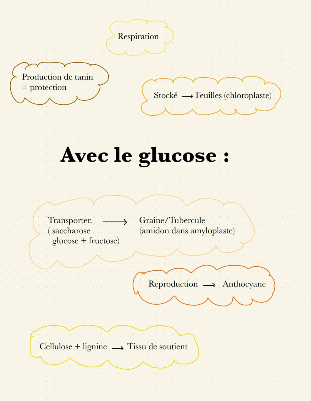 épiderme-
palissadique
parenchyme
Lacuneus
cuticule
CO₂
Cellule alongée
=gronde
Sursace
d'échange
impermeable
Distribution de matière
Stomat