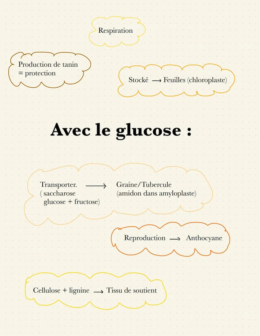 épiderme-
palissadique
parenchyme
Lacuneus
cuticule
CO₂
Cellule alongée
=gronde
Sursace
d'échange
impermeable
Distribution de matière
Stomat