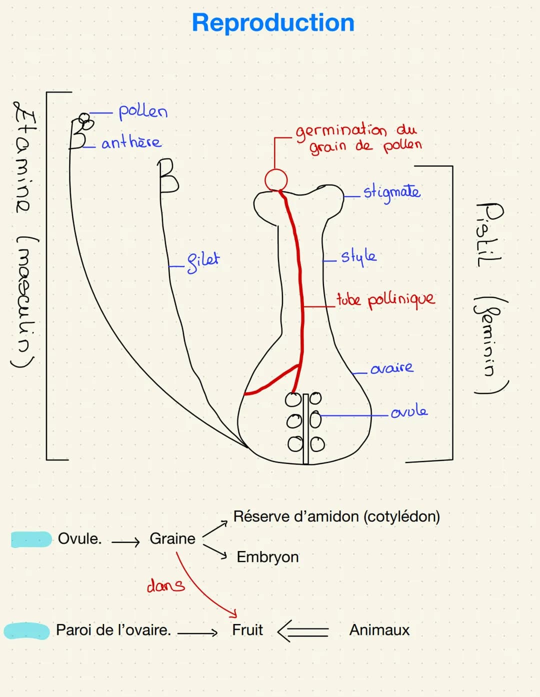 épiderme-
palissadique
parenchyme
Lacuneus
cuticule
CO₂
Cellule alongée
=gronde
Sursace
d'échange
impermeable
Distribution de matière
Stomat