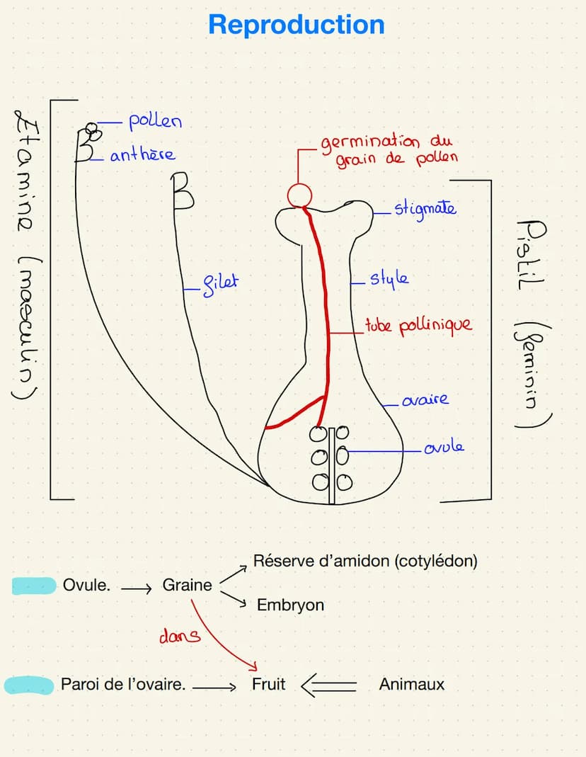 épiderme-
palissadique
parenchyme
Lacuneus
cuticule
CO₂
Cellule alongée
=gronde
Sursace
d'échange
impermeable
Distribution de matière
Stomat