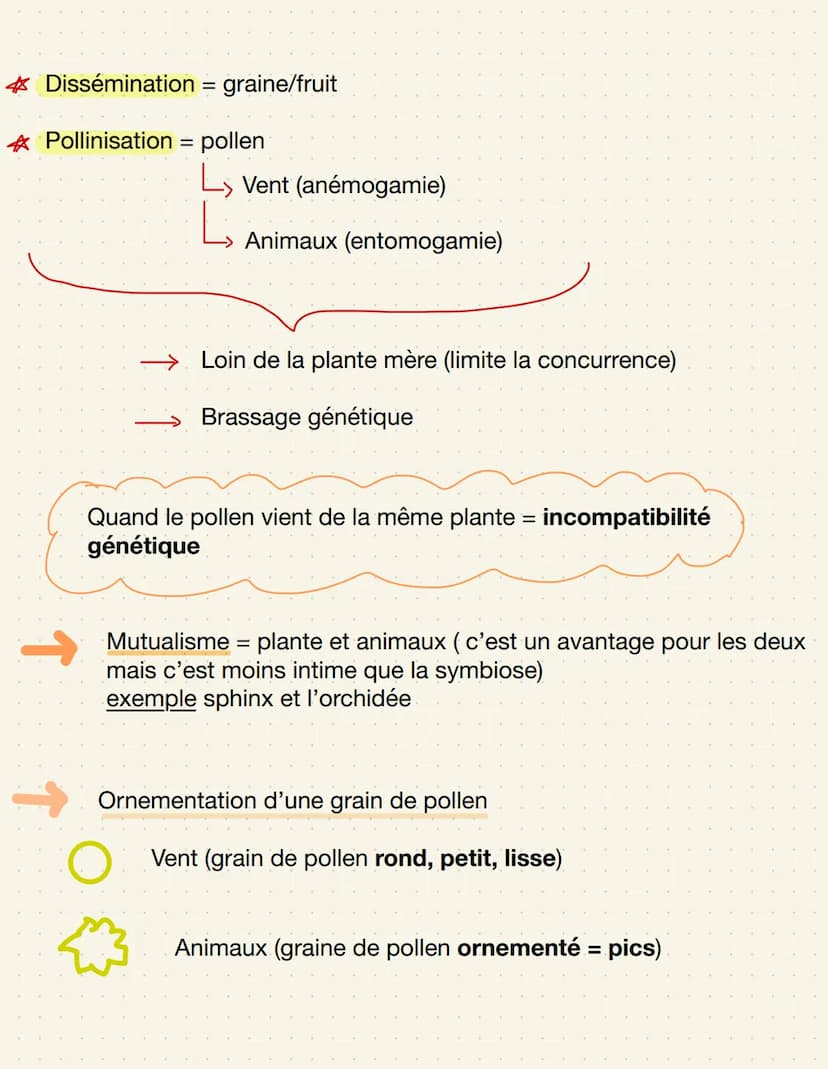 épiderme-
palissadique
parenchyme
Lacuneus
cuticule
CO₂
Cellule alongée
=gronde
Sursace
d'échange
impermeable
Distribution de matière
Stomat