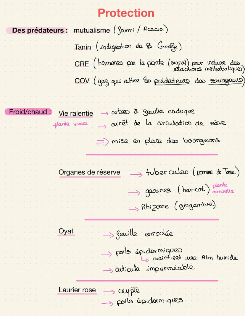 épiderme-
palissadique
parenchyme
Lacuneus
cuticule
CO₂
Cellule alongée
=gronde
Sursace
d'échange
impermeable
Distribution de matière
Stomat