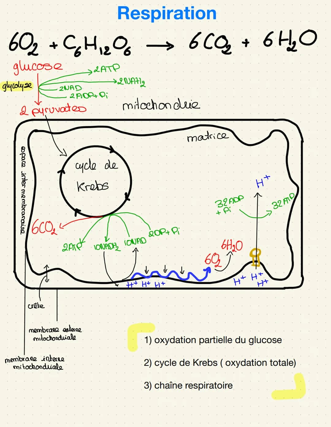 épiderme-
palissadique
parenchyme
Lacuneus
cuticule
CO₂
Cellule alongée
=gronde
Sursace
d'échange
impermeable
Distribution de matière
Stomat