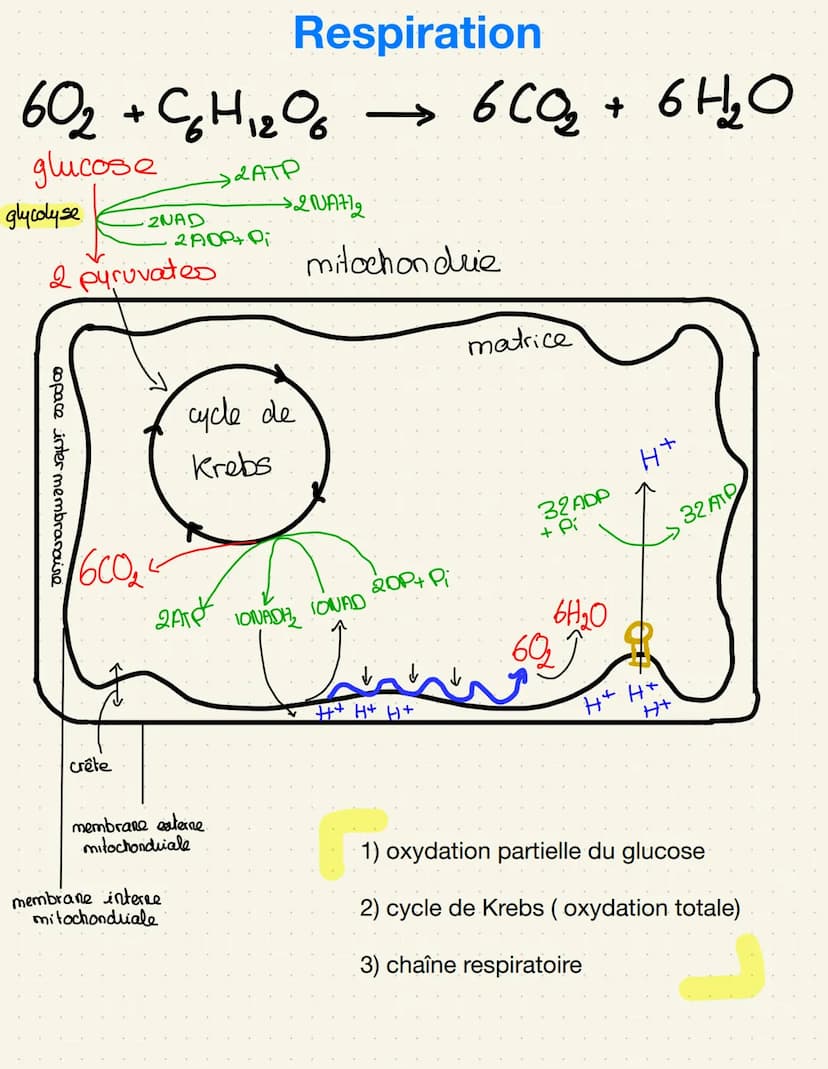 épiderme-
palissadique
parenchyme
Lacuneus
cuticule
CO₂
Cellule alongée
=gronde
Sursace
d'échange
impermeable
Distribution de matière
Stomat