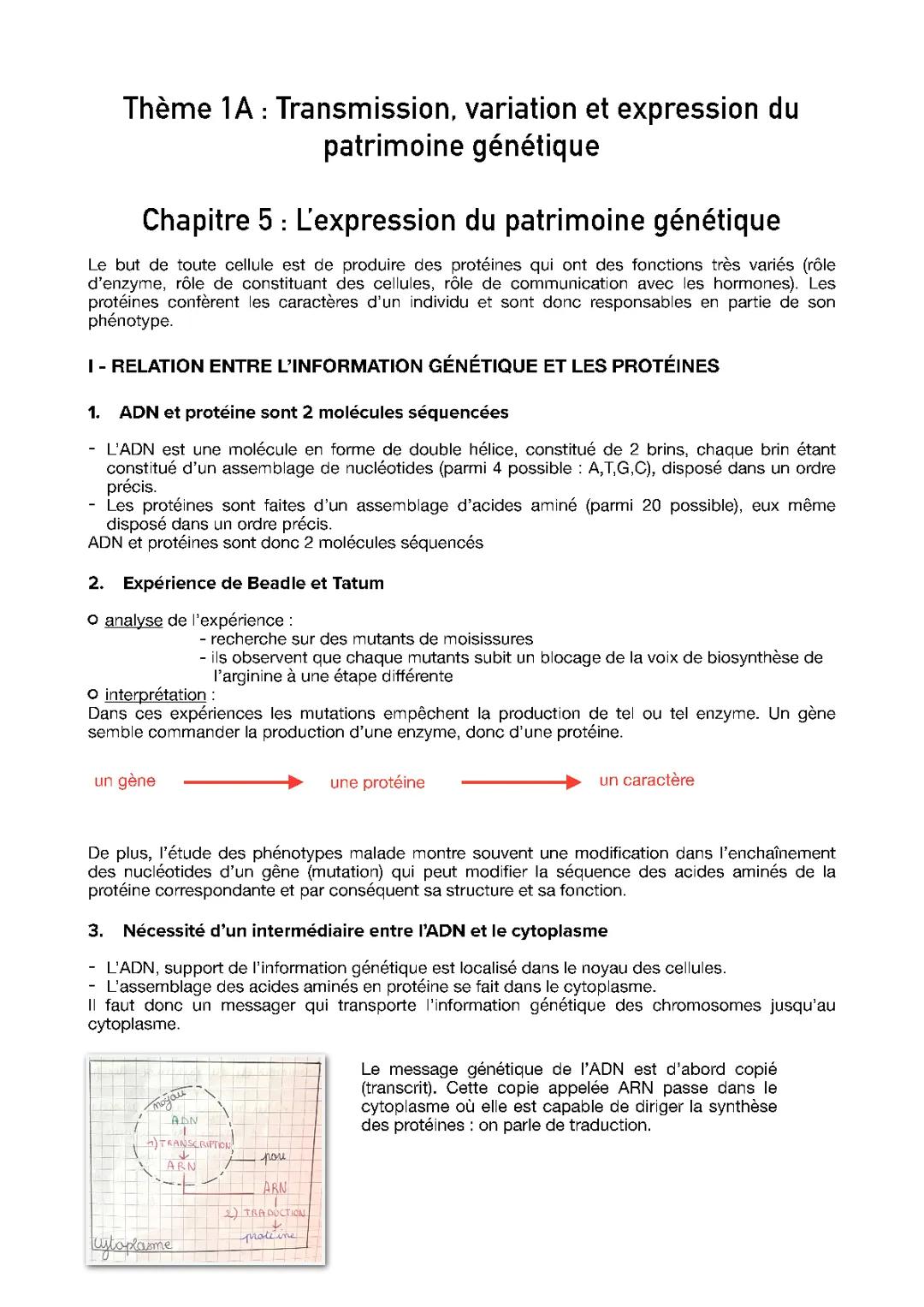 Comment l'ADN et les protéines travaillent ensemble : Transcription et traduction expliquées