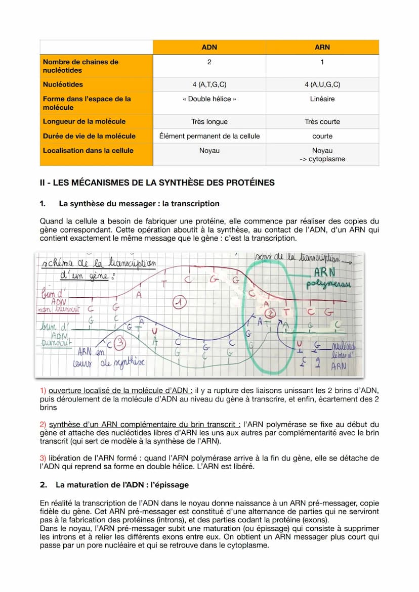 Thème 1A: Transmission, variation et expression du
patrimoine génétique
Chapitre 5 : L'expression du patrimoine génétique
Le but de toute ce