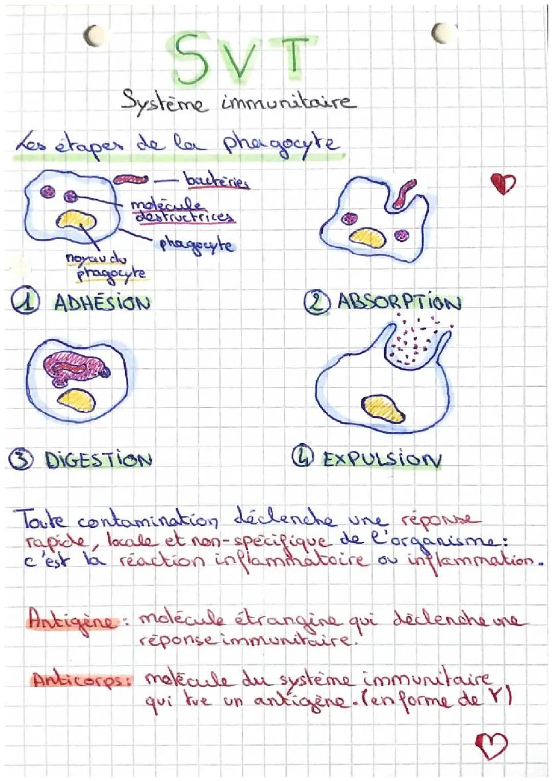 SVT - Le système immunitaire 