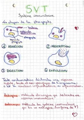 Know SVT - Le système immunitaire  thumbnail