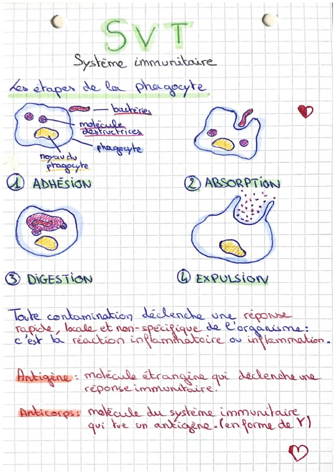 C
SVT
Système immunitaire
Les étapes de la phagocyte
backeries
3
noyau du
phagocyte
ADHESION
molecule
destructrices
phagocyte
3 DIGESTION
E
