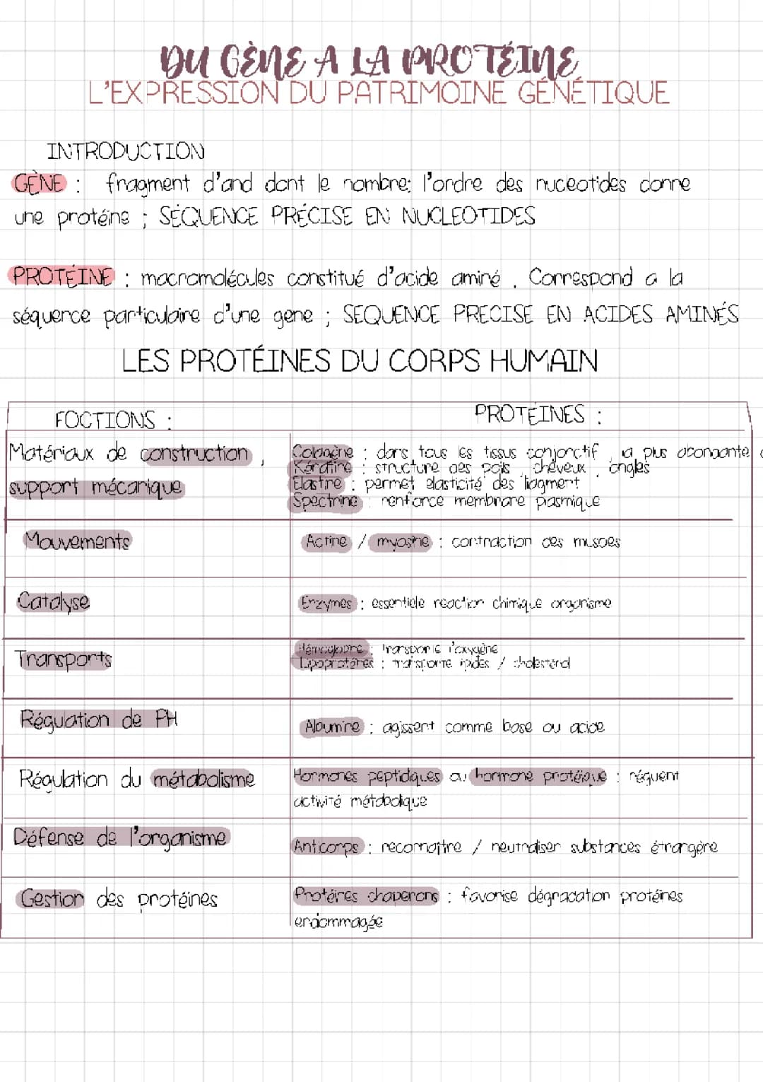 Du gène à la protéine : Relation et Synthèse expliquées