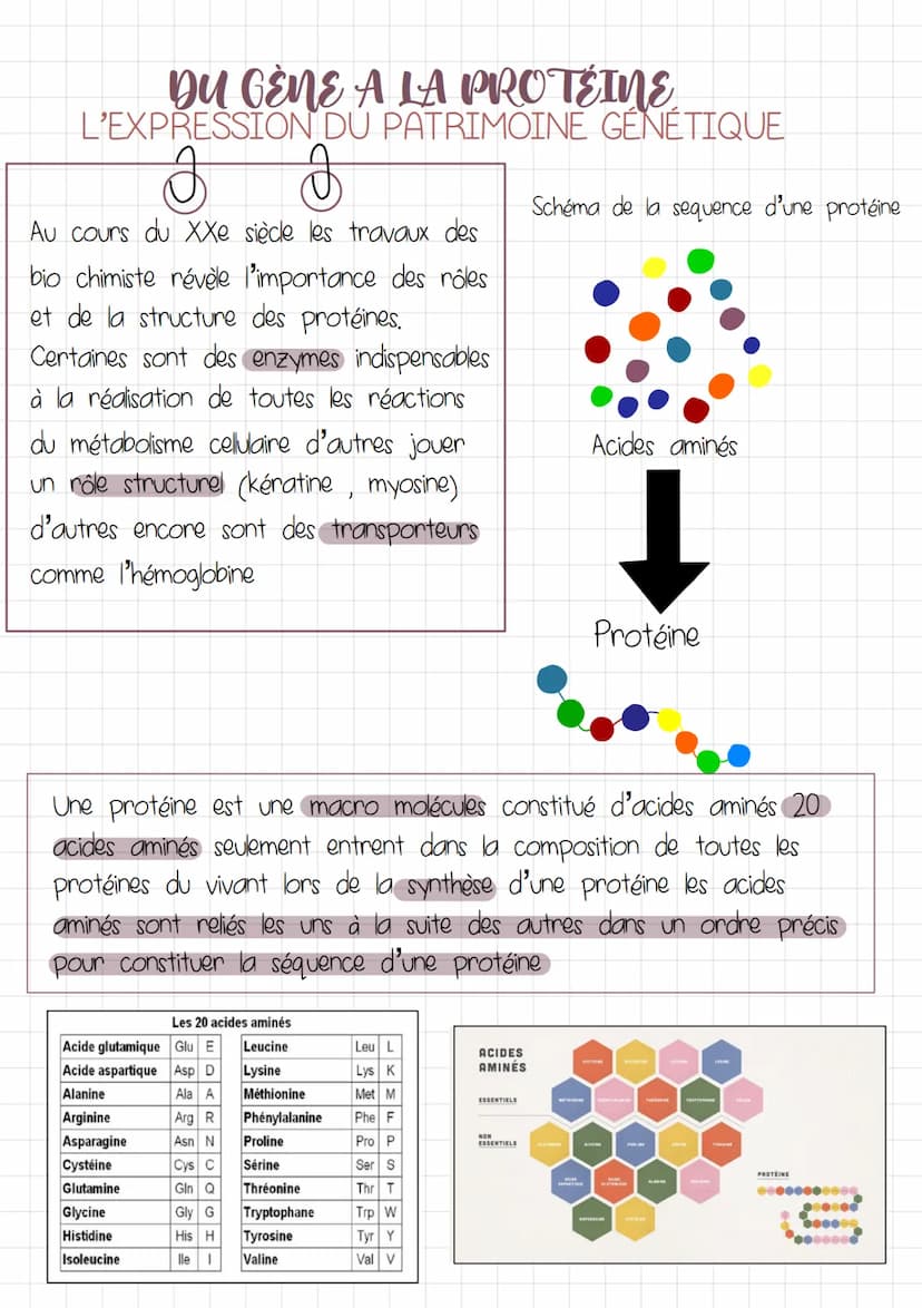 DU GÈNE A LA PROTÉINE
L'EXPRESSION DU PATRIMOINE GÉNÉTIQUE
INTRODUCTION
GÈNE fragment d'and dont le nombre: l'ordre des nucleotides donne
un