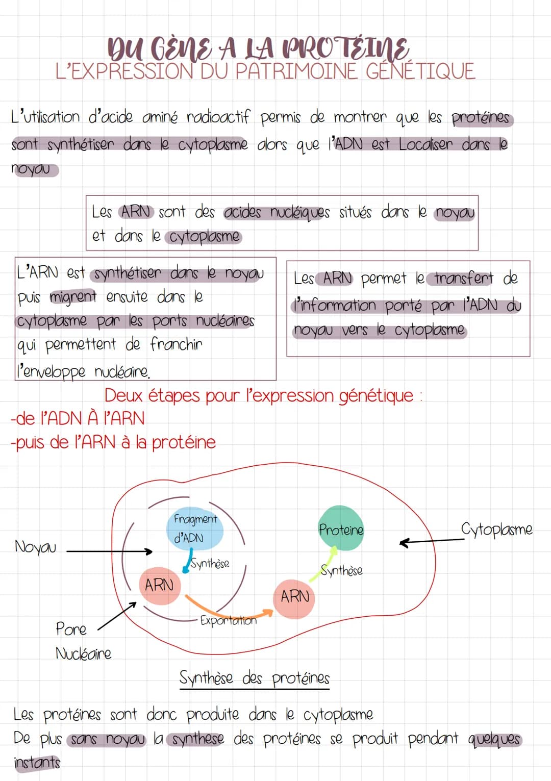 DU GÈNE A LA PROTÉINE
L'EXPRESSION DU PATRIMOINE GÉNÉTIQUE
INTRODUCTION
GÈNE fragment d'and dont le nombre: l'ordre des nucleotides donne
un