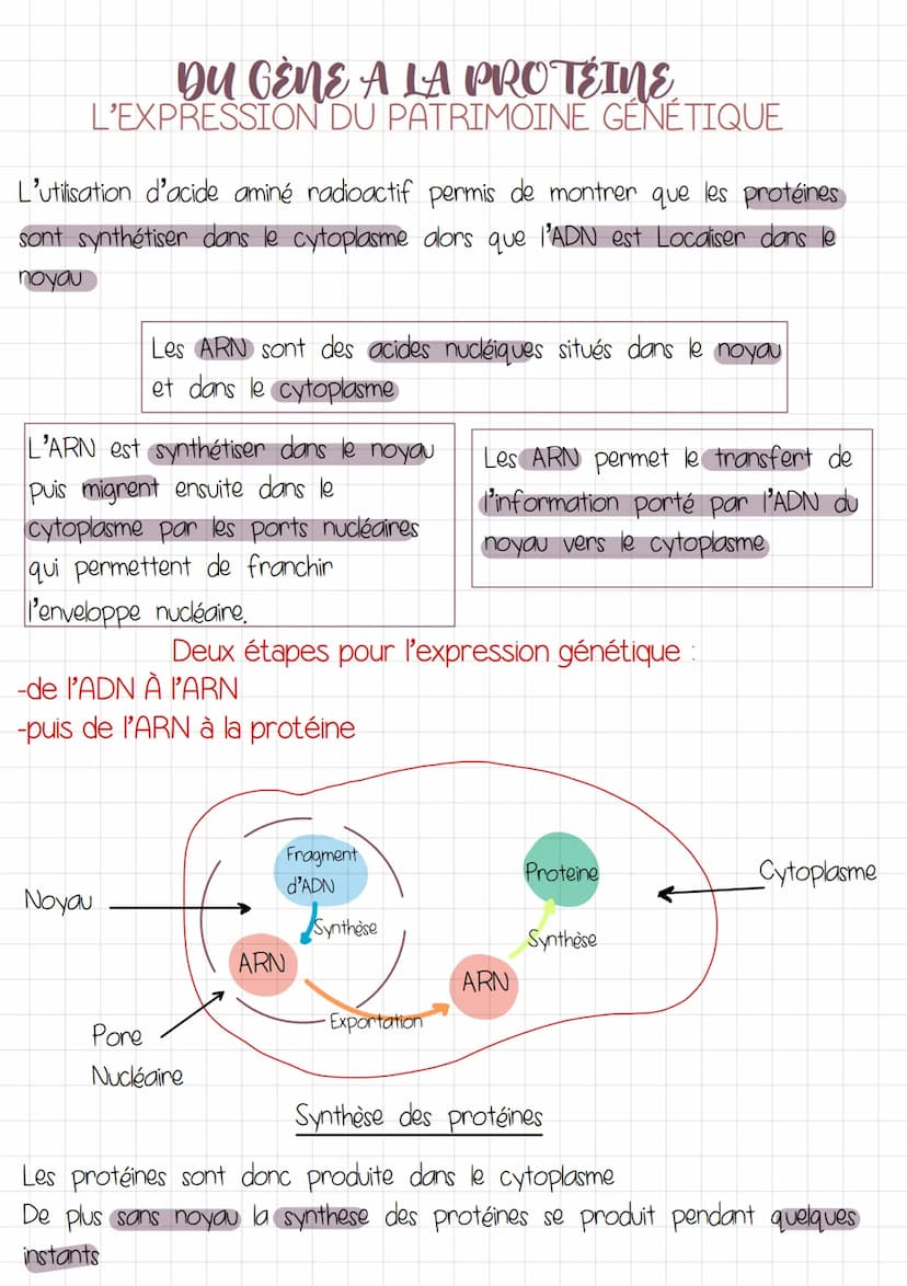 DU GÈNE A LA PROTÉINE
L'EXPRESSION DU PATRIMOINE GÉNÉTIQUE
INTRODUCTION
GÈNE fragment d'and dont le nombre: l'ordre des nucleotides donne
un