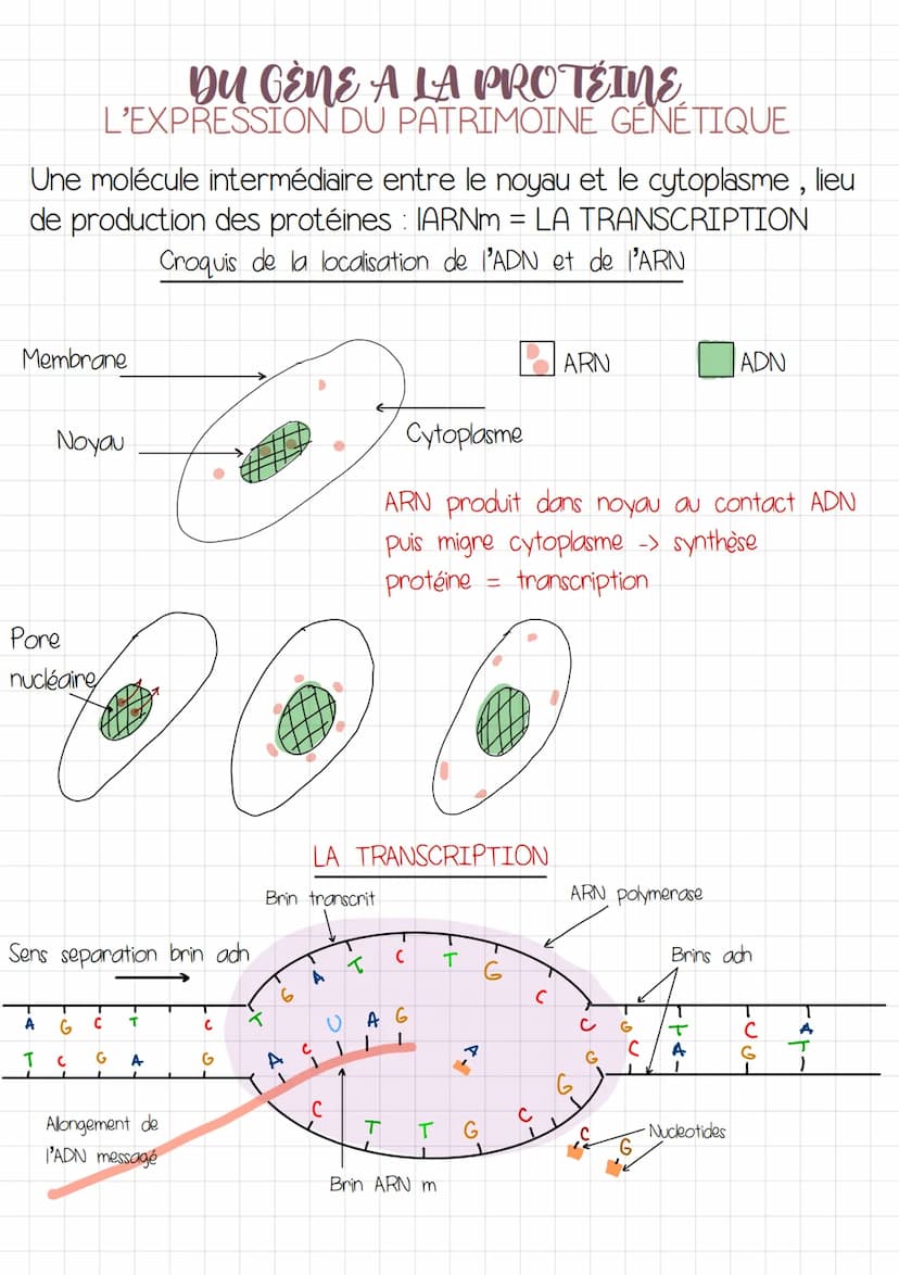 DU GÈNE A LA PROTÉINE
L'EXPRESSION DU PATRIMOINE GÉNÉTIQUE
INTRODUCTION
GÈNE fragment d'and dont le nombre: l'ordre des nucleotides donne
un