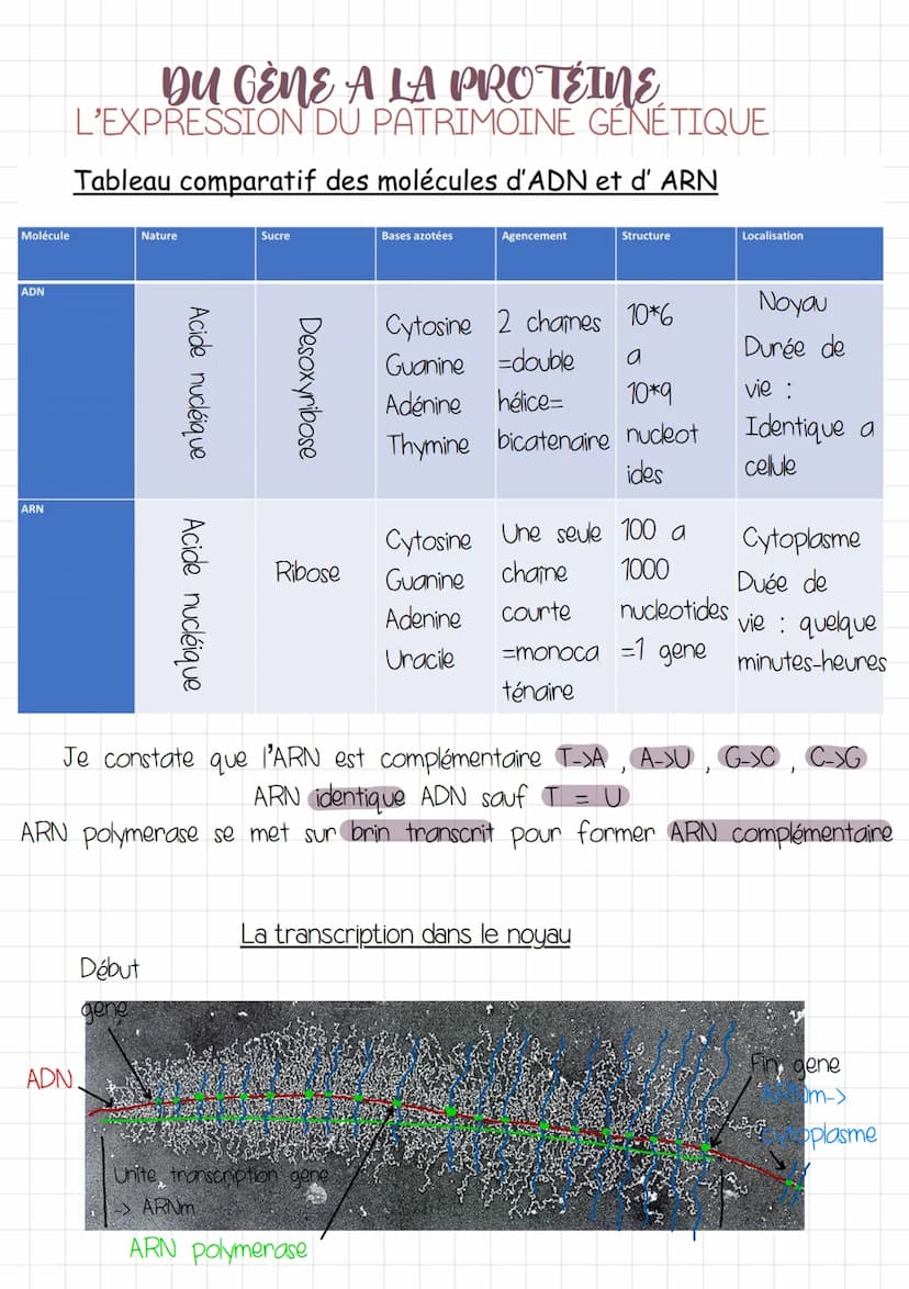 DU GÈNE A LA PROTÉINE
L'EXPRESSION DU PATRIMOINE GÉNÉTIQUE
INTRODUCTION
GÈNE fragment d'and dont le nombre: l'ordre des nucleotides donne
un