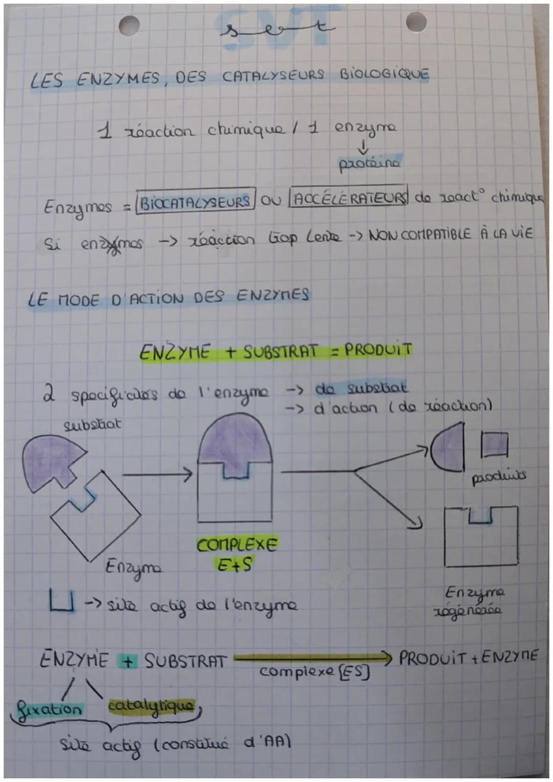 set
LES ENZYMES, DES CATALYSEURS BIOLOGIQUE
1 réaction chimique / 1 enzyme.
↓
protéine
Enzymes = BIOCATALYSEURS OU ACCELERATEURS de react ch