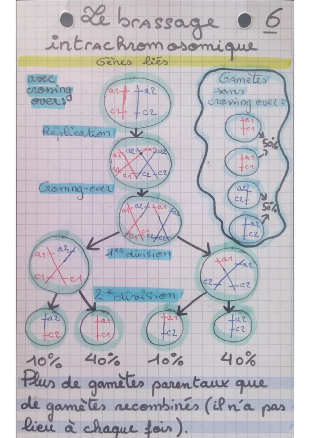 Brassages interchromosomique et intrachromosomique 
