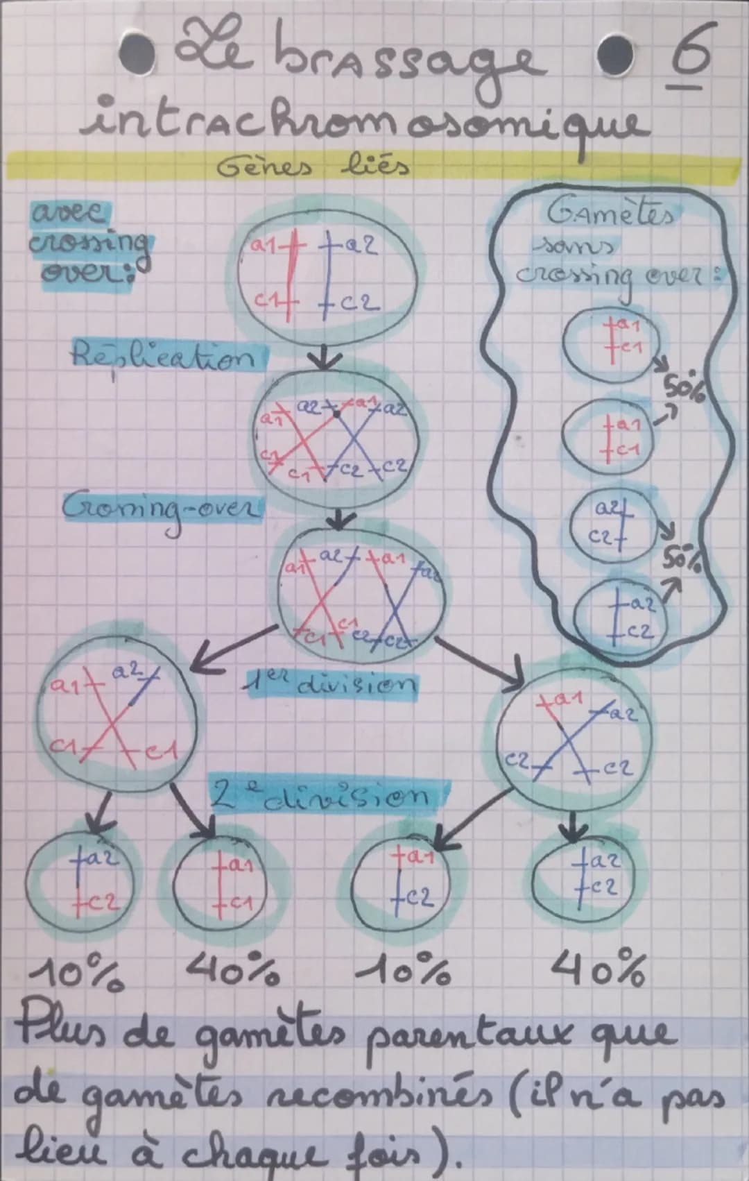 Le brassage •6
intrachromosomique
avee
crossing
over:
Genes liés
Replication
a1++az
Gametes
sams
crossing over
+01
50%
J
Coming-over
art
a2

